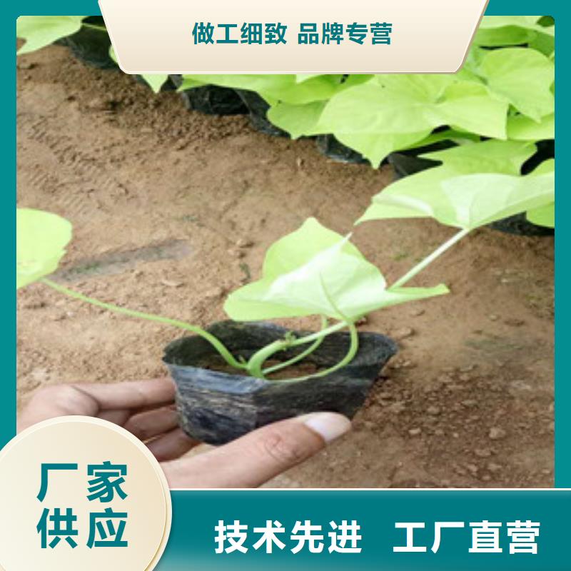 时令草花花海景观工程无中间商厂家直销实力优品