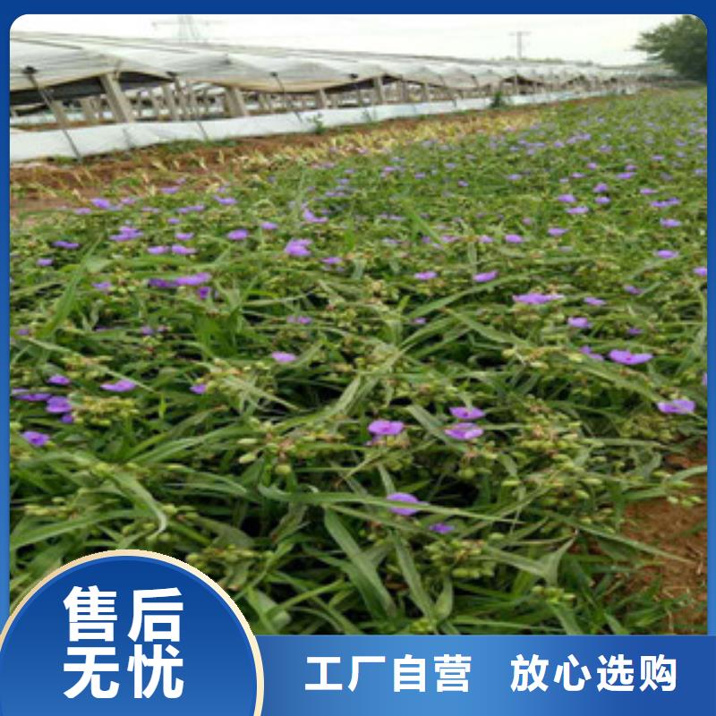 时令草花鲁冰花/粉黛乱子草厂家现货批发专业按需定制