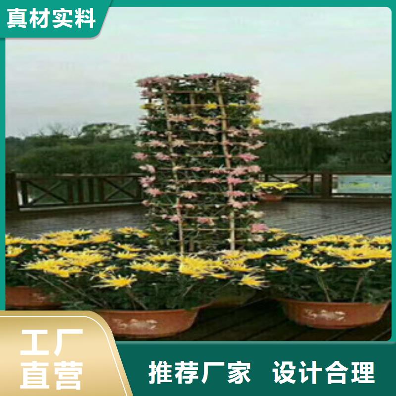【时令草花】宿根花卉基地细节之处更加用心可放心采购