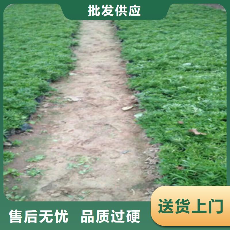 ​时令草花_耐寒耐旱草花基地真材实料加工定制当地公司