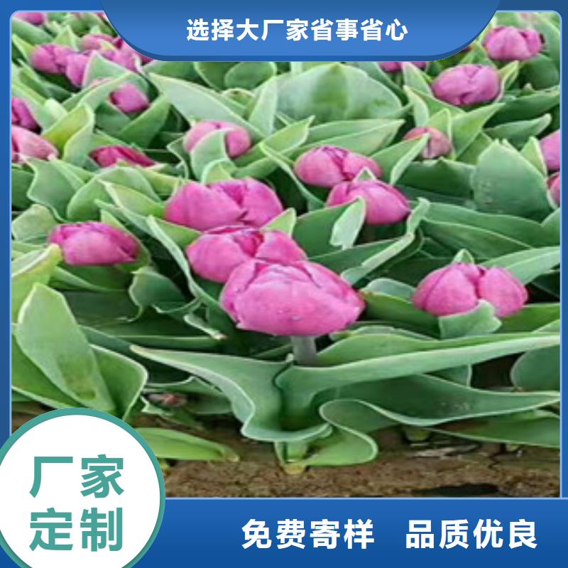时令草花_【耐寒耐旱草花基地】质检严格实力优品