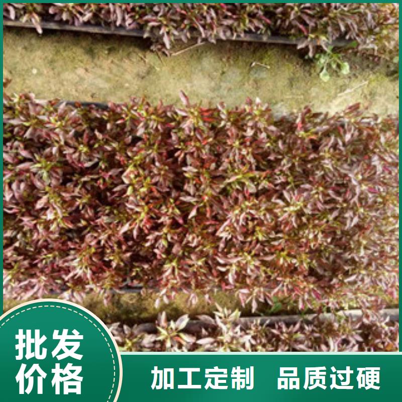 时令草花【水生植物/荷花睡莲】来电咨询实力公司