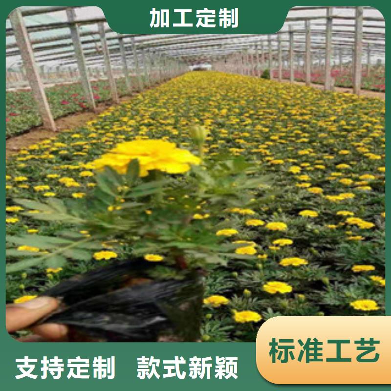 宿根花卉水生植物/荷花睡莲现货齐全售后无忧同城货源