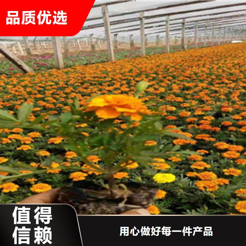 宿根花卉_耐寒耐旱草花基地一致好评产品用途广泛