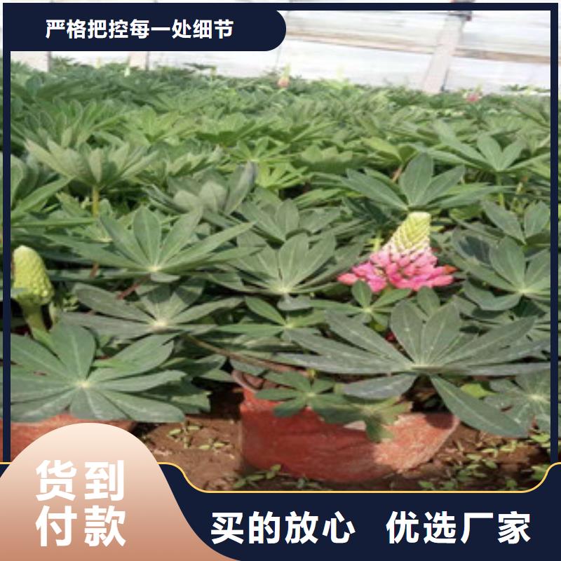宿根花卉_宿根花卉基地材质实在厂家直营