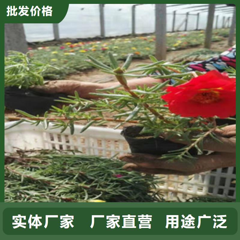 宿根花卉宿根花卉基地产地直供检验发货