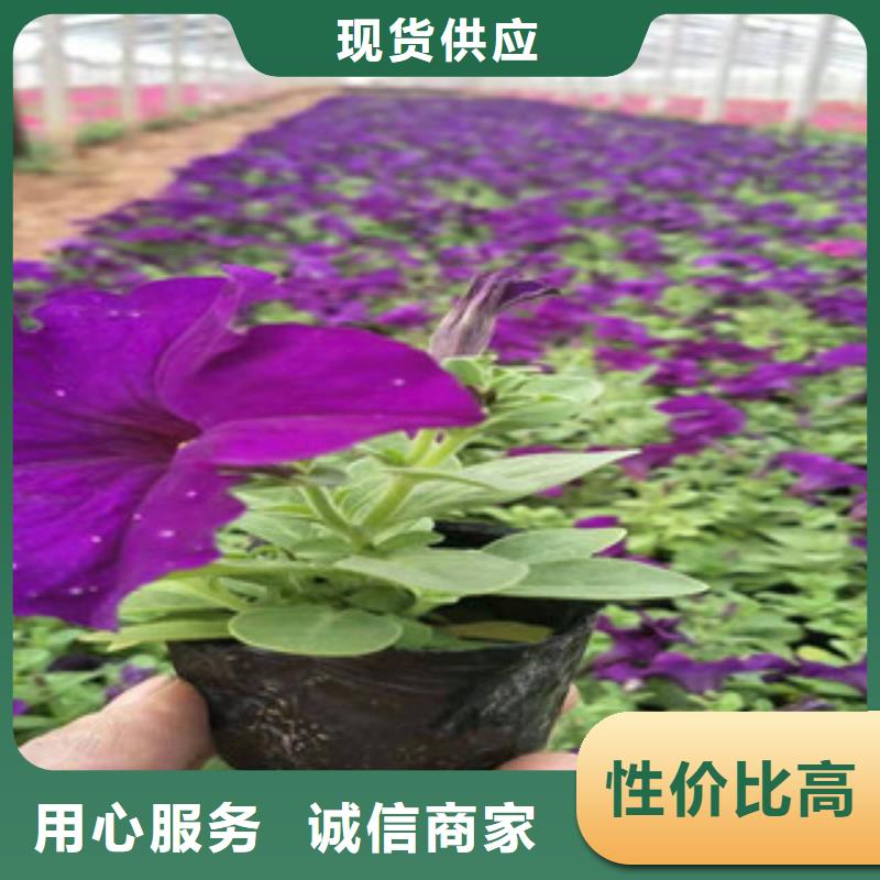 宿根花卉-花海景观工程工艺成熟同城服务商