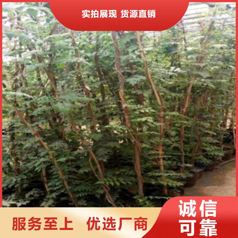 宿根花卉宿根花卉基地好货直供[本地]公司