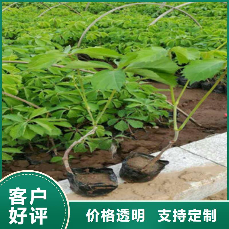 【宿根花卉】五一国庆草花批发用的放心严选材质