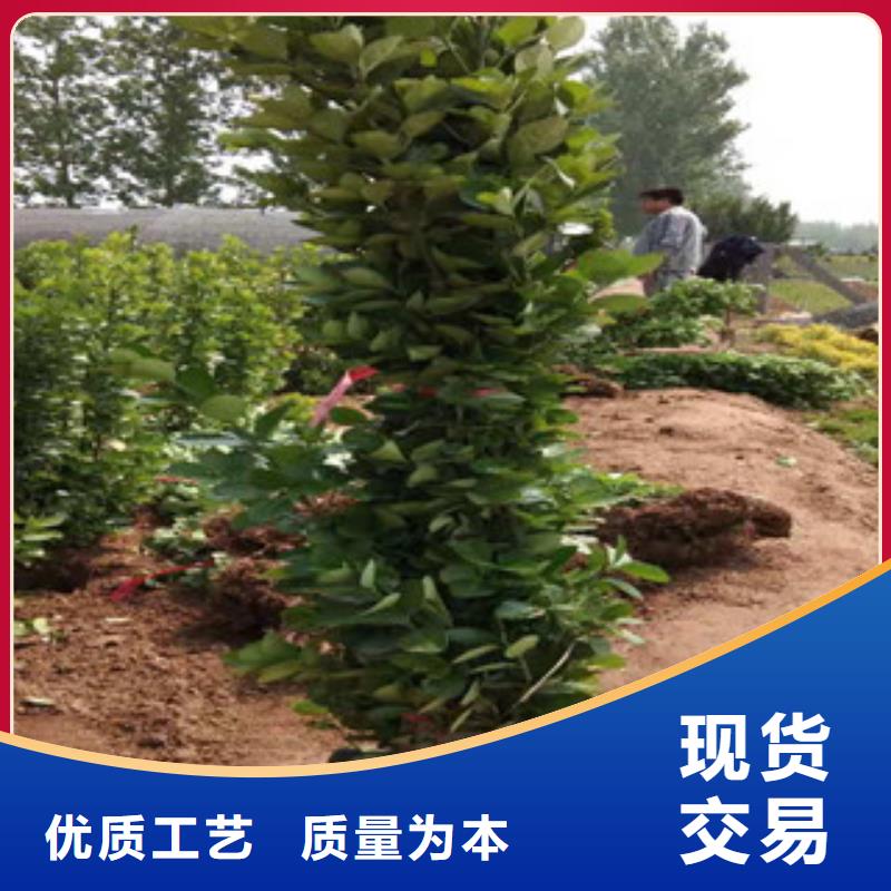 宿根花卉观赏草/蒲苇狼尾草严格把控质量产地直供