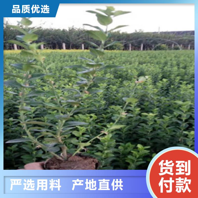 宿根花卉,五一国庆草花批发厂家[当地]货源