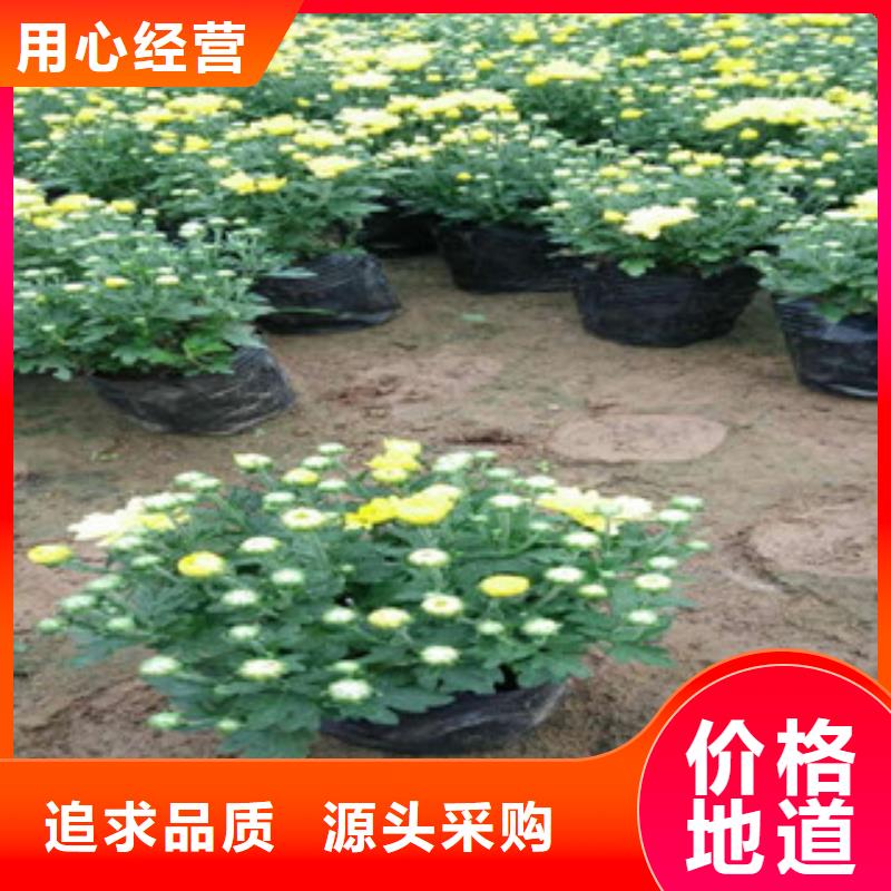 花海景观花海景观工程多种规格库存充足一站式采购方便省心