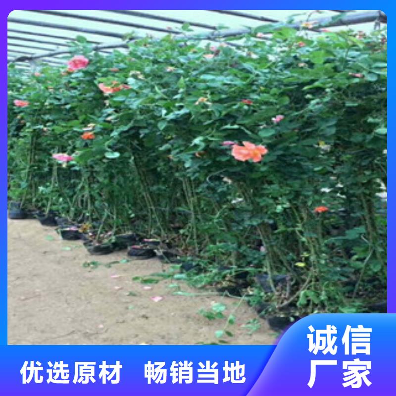 ​花海景观,宿根花卉基地厂家拥有先进的设备好货有保障