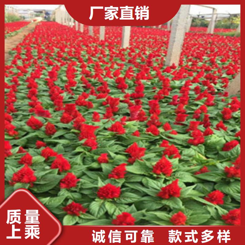 【花海景观观赏草/蒲苇狼尾草源头实体厂商】原料层层筛选