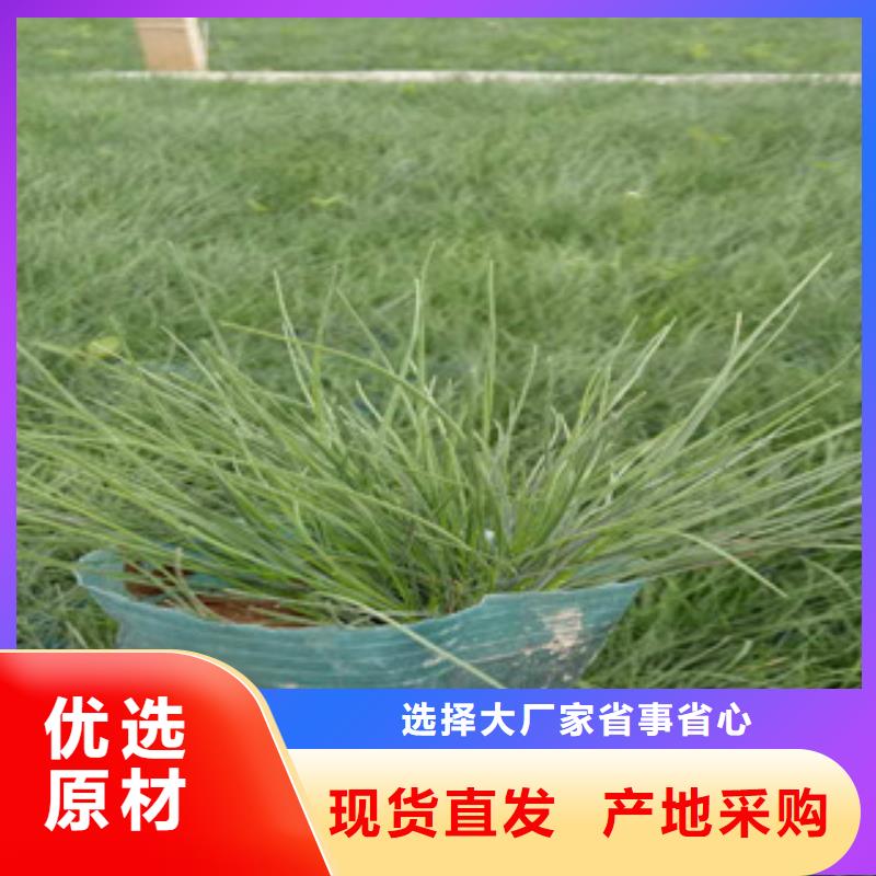 花海景观五一国庆草花批发厂家直销直供本地厂家