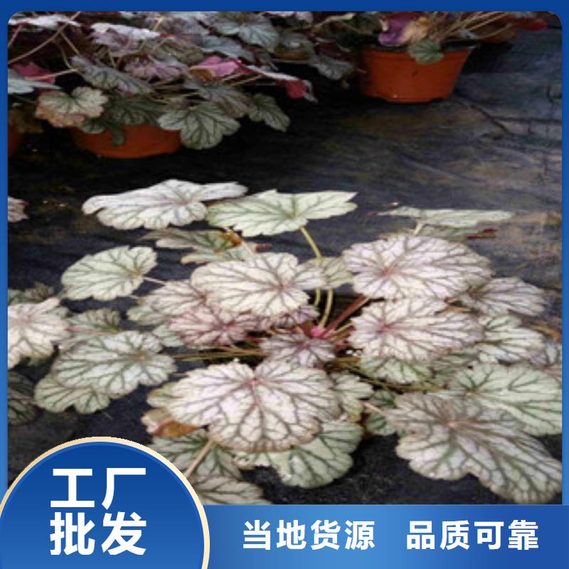 ​【花海景观鲁冰花/粉黛乱子草把实惠留给您】现货直发