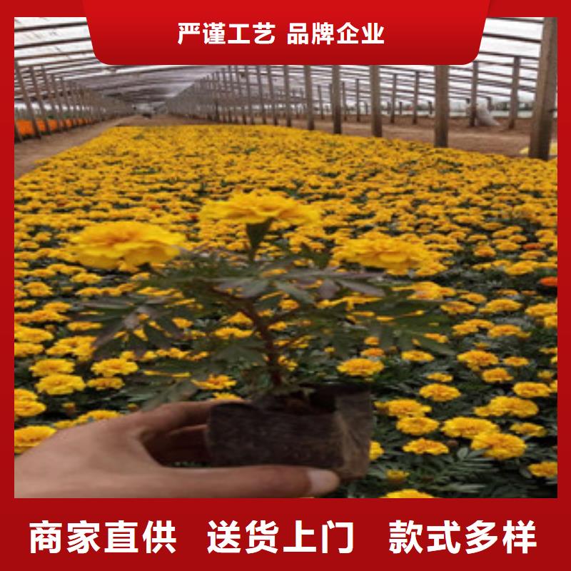花海景观耐寒耐旱草花基地质检合格发货供货及时