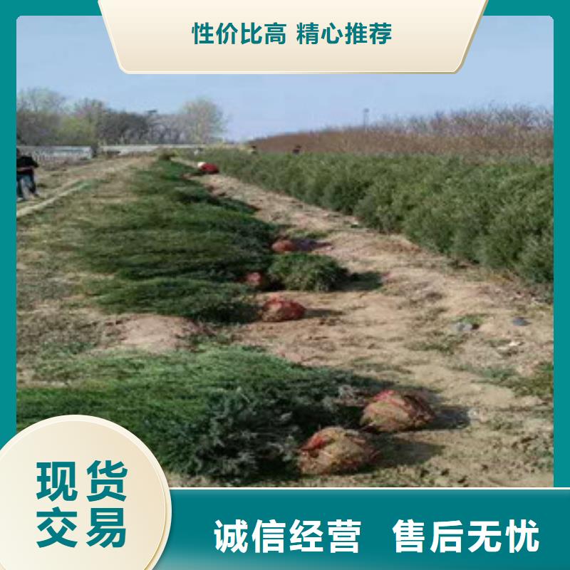 【花海景观柳叶马鞭草/薰衣草厂家现货供应】{本地}制造商