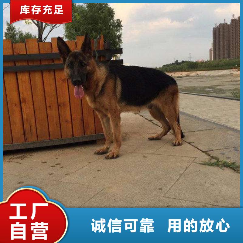 ​德国牧羊犬德牧犬库存丰富<本地>制造商