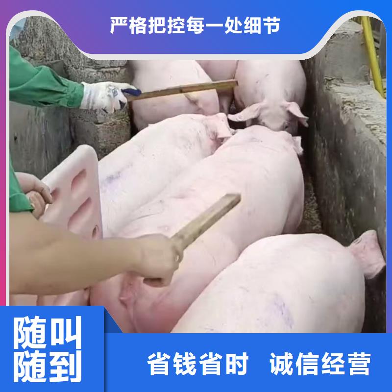 阜宁到生猪运输空调车收费合理同城生产商