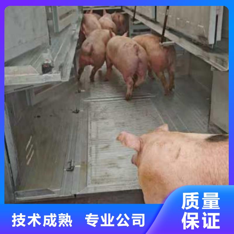 空调车运输快捷品质保证生猪运输【当地】公司