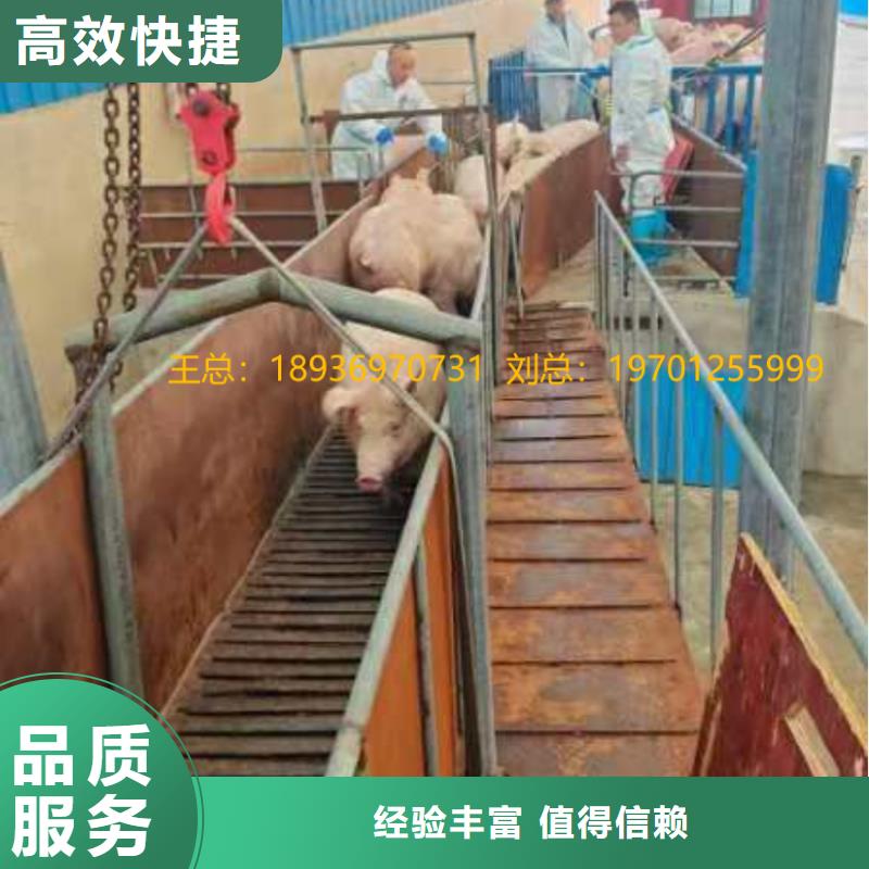 泗阳到二育运输供应商