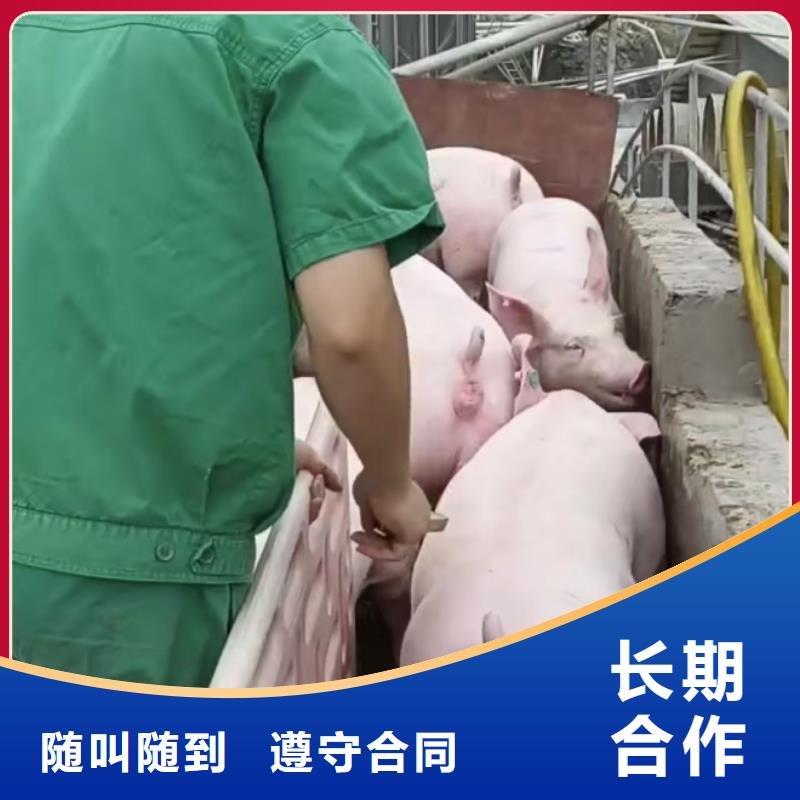 泗洪到仔猪运输匠心制造