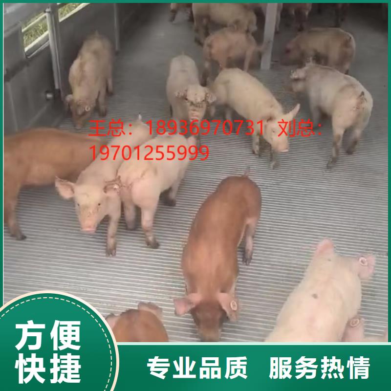 泗洪到农牧运输厂家直销