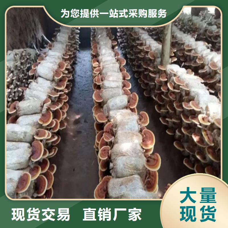 灵芝孢子粉灵芝一站式供应厂家细节展示