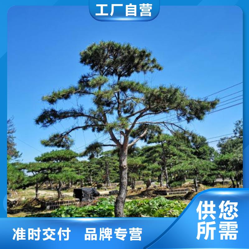 【造型松】造型松价格源头厂家直销直销厂家