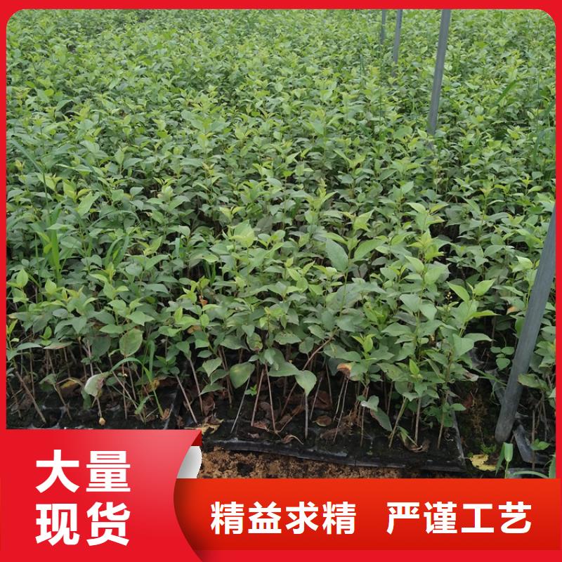 【樱桃樱桃苗严格把关质量放心】工艺精细质保长久