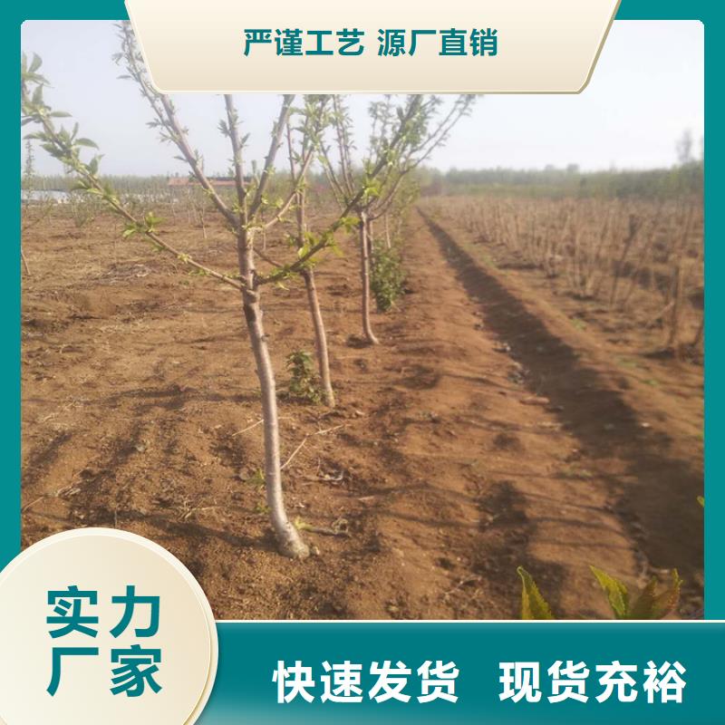 樱桃梨树苗价格实在当地服务商