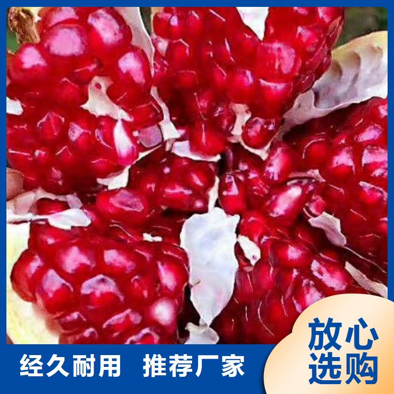 石榴3公分石榴苗现货满足大量采购省心又省钱