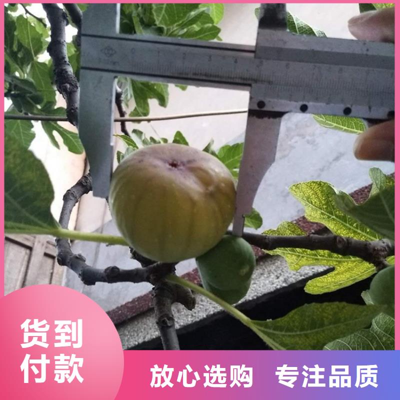 无花果樱桃苗厂家拥有先进的设备定制批发