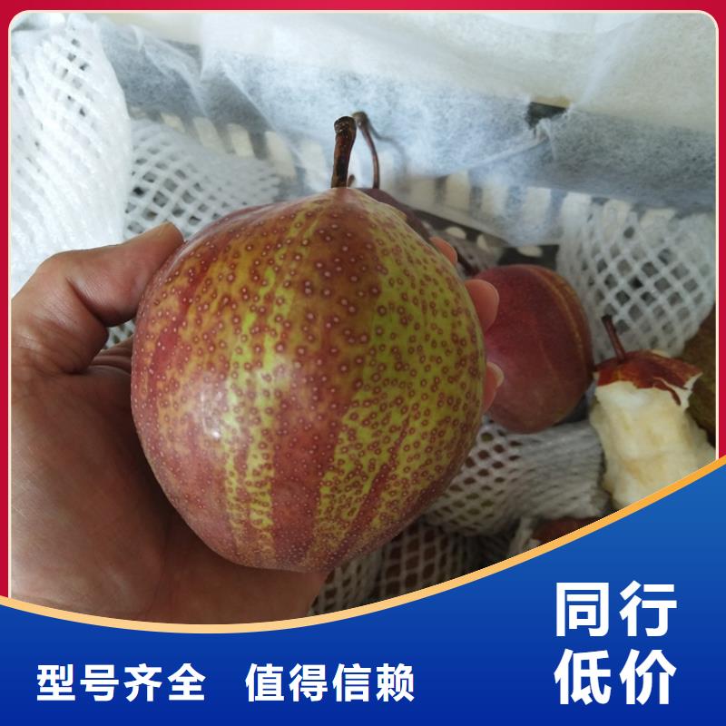 梨树【樱桃苗】应用范围广泛准时交付
