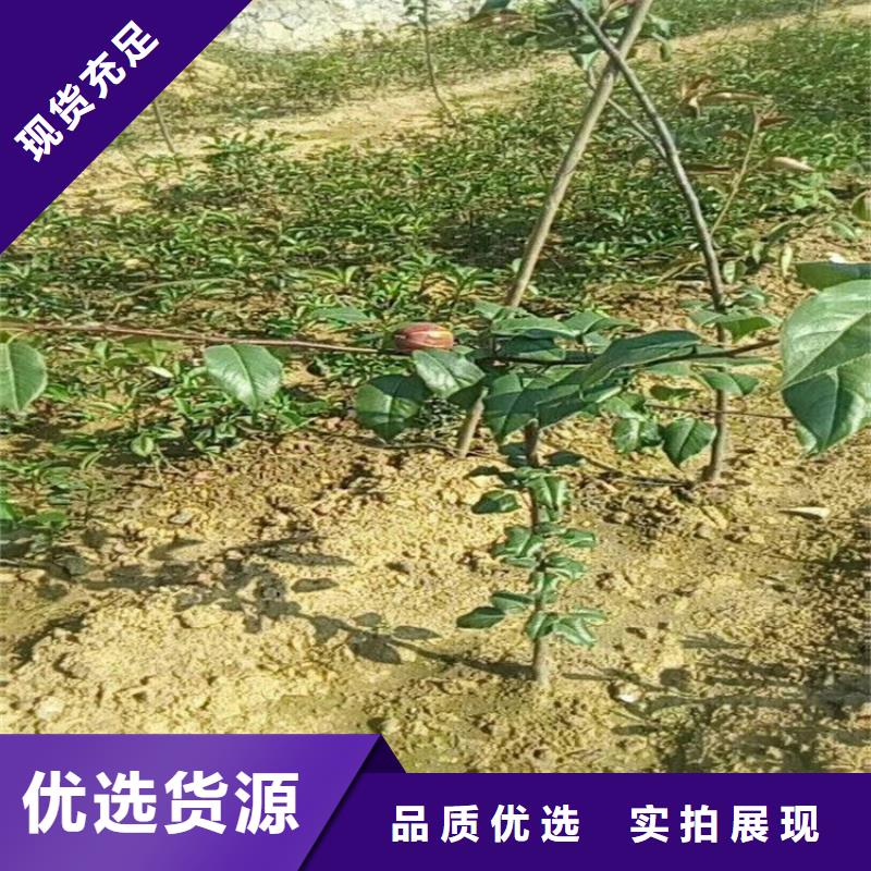 梨树【樱桃苗】打造好品质价格有优势