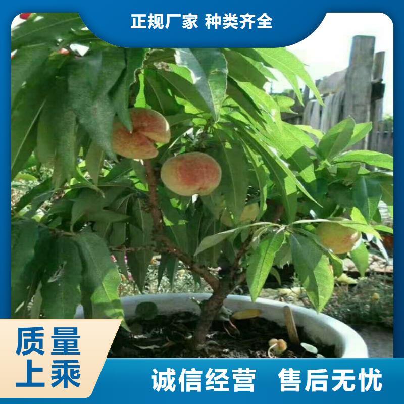 桃杏树苗厂家现货批发真正的源头厂家