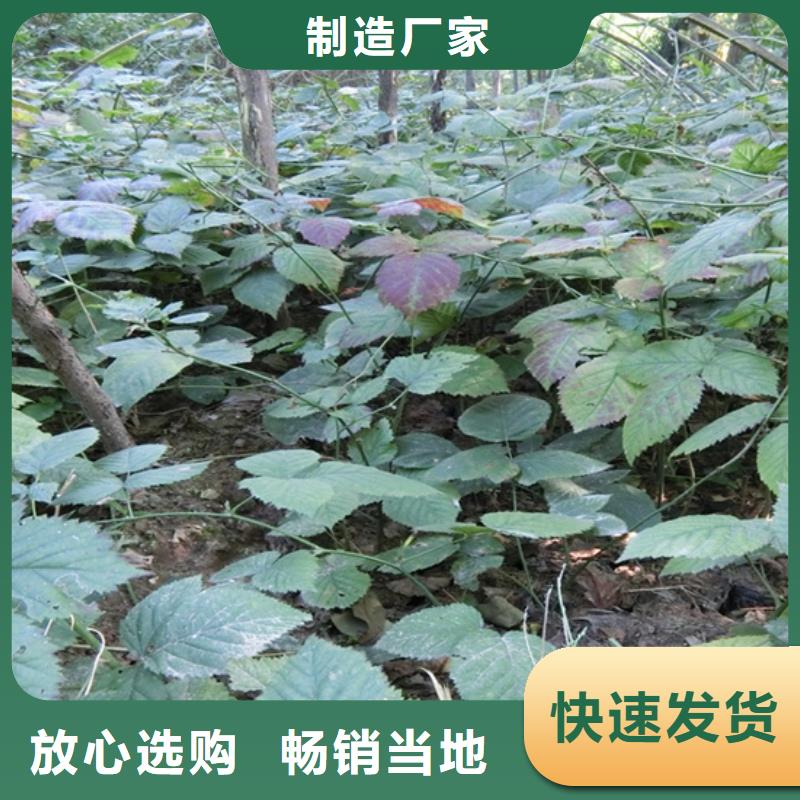 树莓花椒苗种类丰富专注产品质量与服务