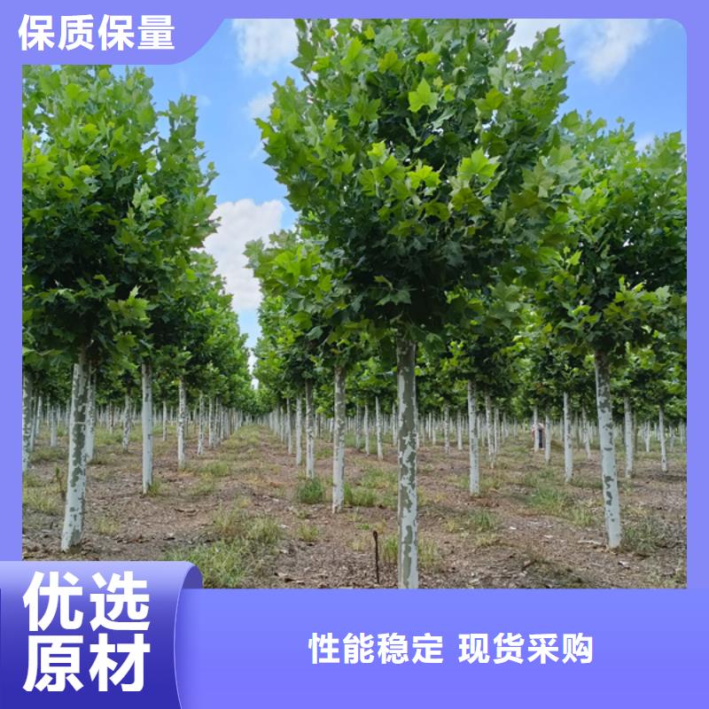 法桐【西府海棠】大厂家实力看得见[当地]货源