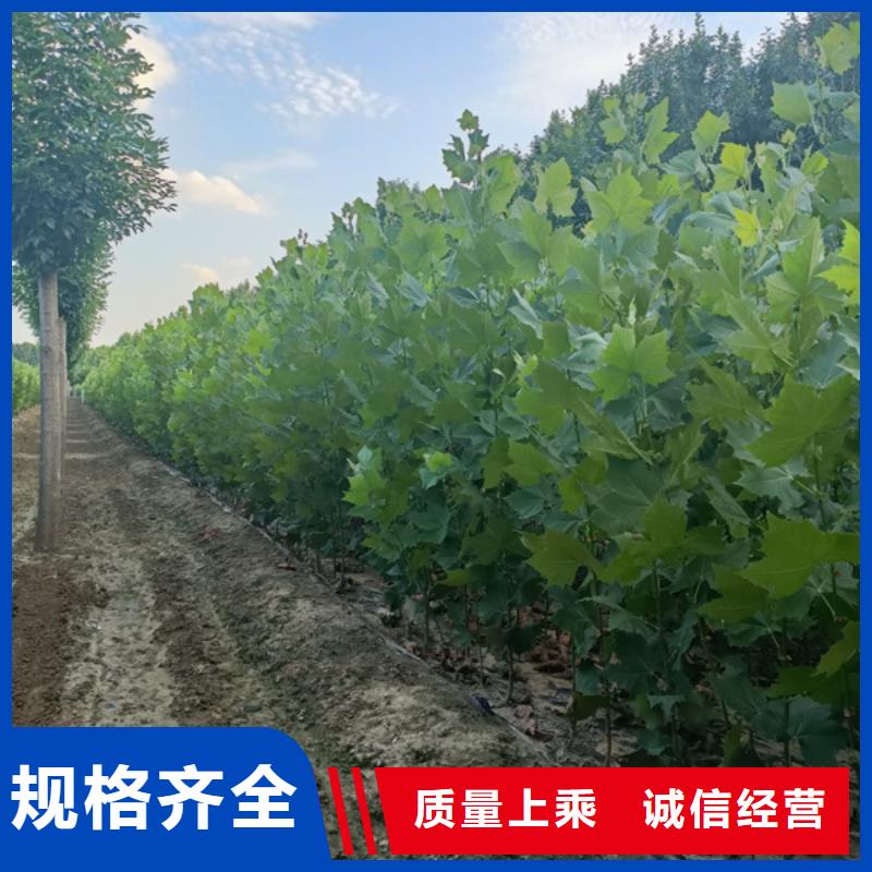 【法桐,国槐厂家直销售后完善】用好材做好产品