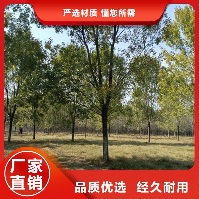 法桐金叶复叶槭厂家技术完善本地公司