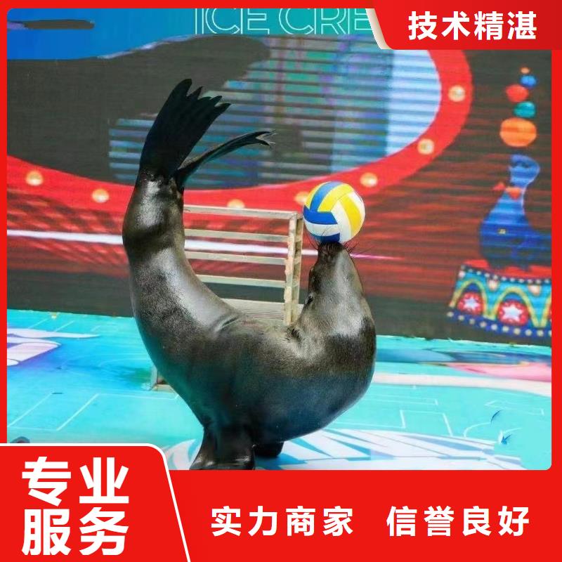海洋主题动物表演_死轮表演知名公司口碑公司