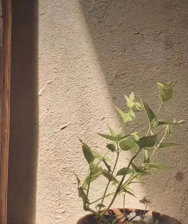 乡村建设稻草漆源头工厂，质量保证
