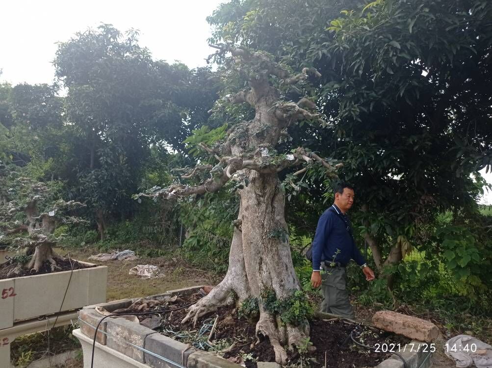 海泥软土加固软基就地固化预算