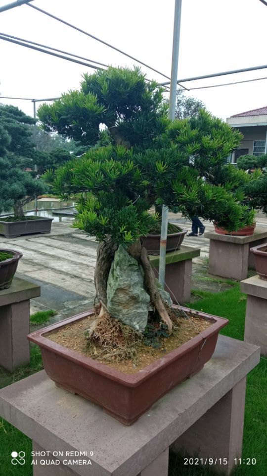 土壤固化剂_沙漠沙土固化剂质量优价格低