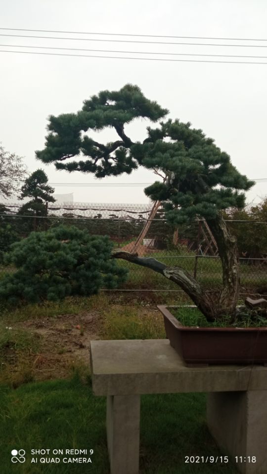 土壤固化剂沙漠沙土固化剂用途广泛